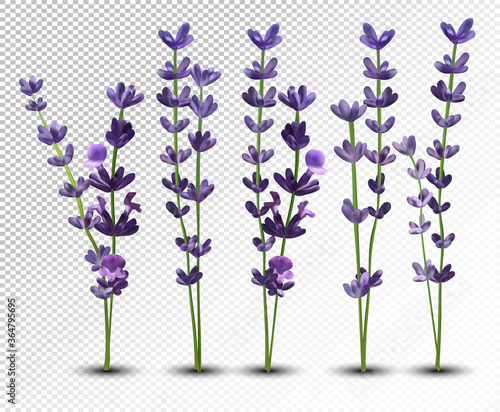 Fototapeta Naklejka Na Ścianę i Meble -  Big collection realistic flowers violet lavender. Tender bouquet lavender. Fragrant lavender on transparent background. Bunch beautiful lavender closeup. 3d vector illustration