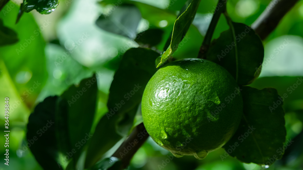 Lime fruit in the morning garden