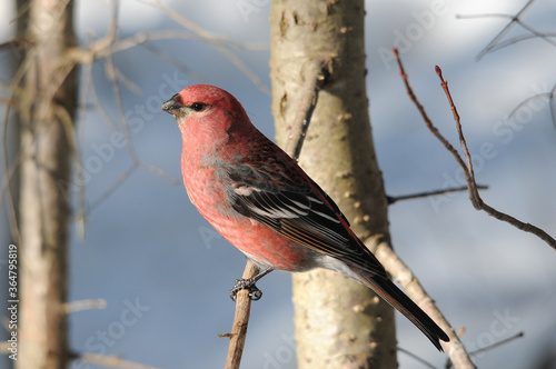 Grosbeak Bird Stock Photo. Grosbeak bird perched on a branch displaying red feather plumage, body, head, beak, eye, feet, with a blur background in the winter season.