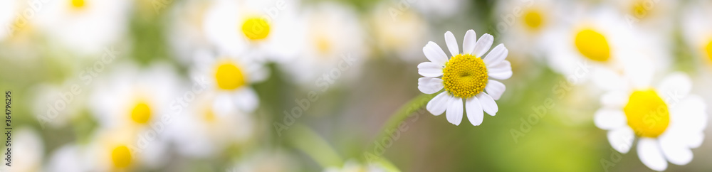 Closeup of nature Chamomile flower on blurred greenery background under sunlight with bokeh and copy space using as background natural plants landscape, ecology cover page concept. Closeup of nature Chamomile flower on blurred greenery background under sunlight with bokeh and copy space using as background natural plants landscape, ecology cover page concept.