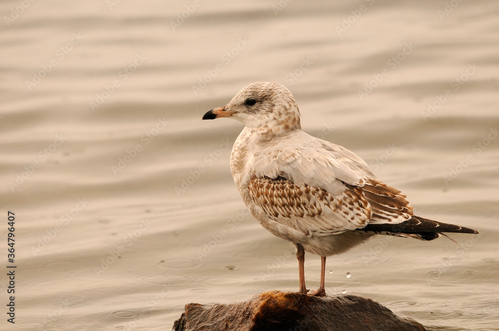 Obraz premium Gull Bird Stock Photo. Gull bird close-up profile perched on a rock by the water exposing its body, head, beak, eye, feet, white plumage with a water background in its environment and habitat.