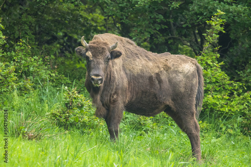 European Bison (Bison bonasus) on the meadow. Bieszczady Muntains. Carpathians. Poland.