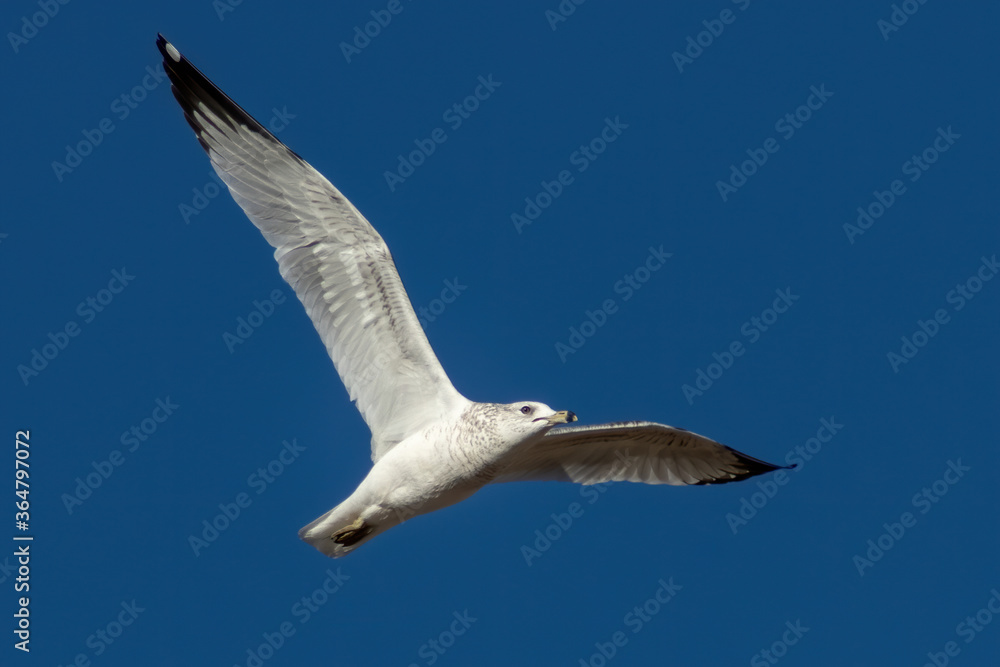 Herring Gull in flight in front of clear blue sky Herring Gull in flight in front of clear blue sky