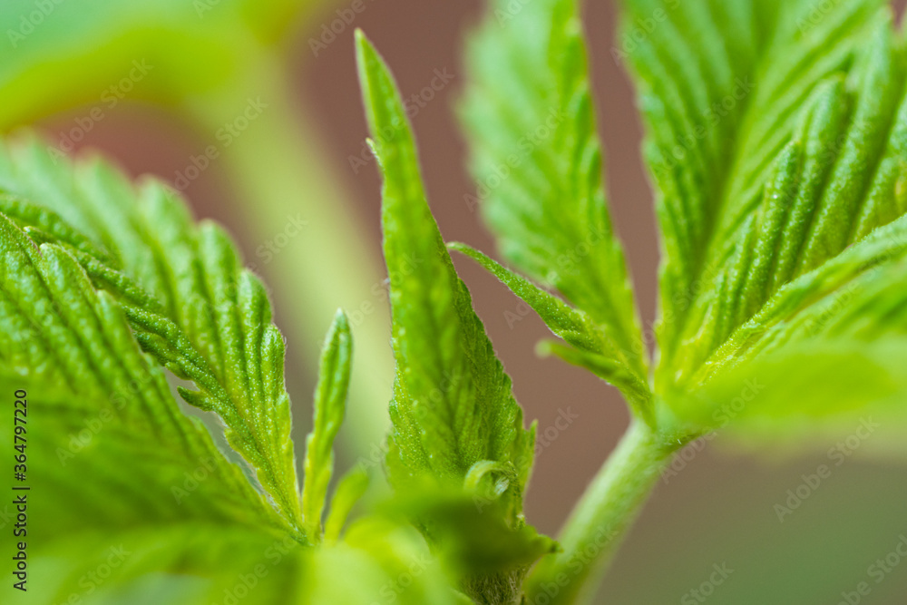 Close-up young hemp. Cannabis is a standoff between a drug and a medicine.growing organic cannabis background herb on the farm.B.. Close-up young hemp. Cannabis is a standoff between a drug and a medicine.growing organic cannabis background herb on the farm.B..