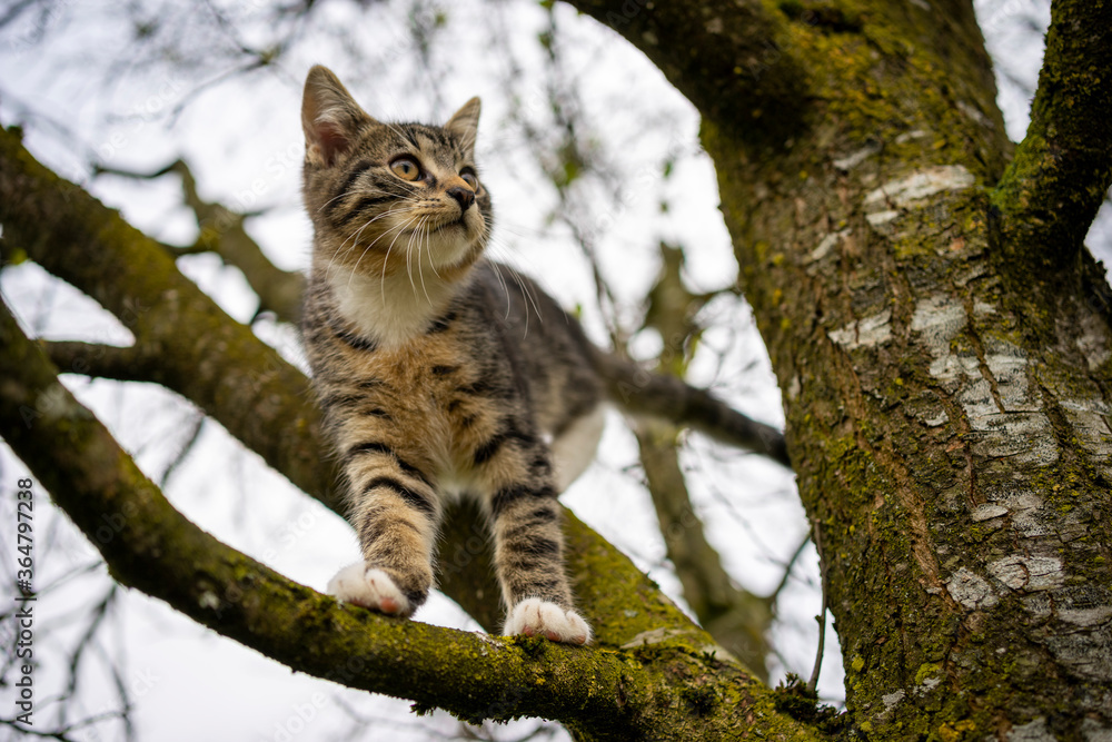 cat on a tree cat on a tree