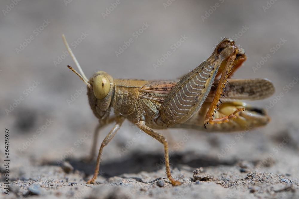 Locust Macro photo. Insect (lat. Dociostaurus moroccanus) close-up. The body structure of the locust. The texture of the surface of the insect. Gray-brown locust. Pest of crops and crops. Bokeh
