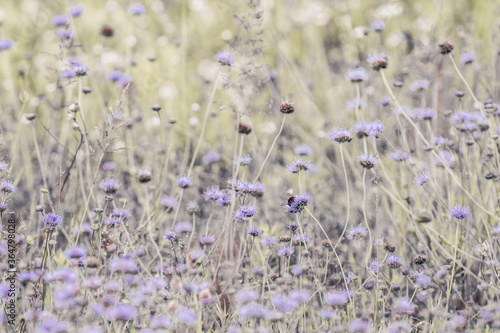 field of lavender