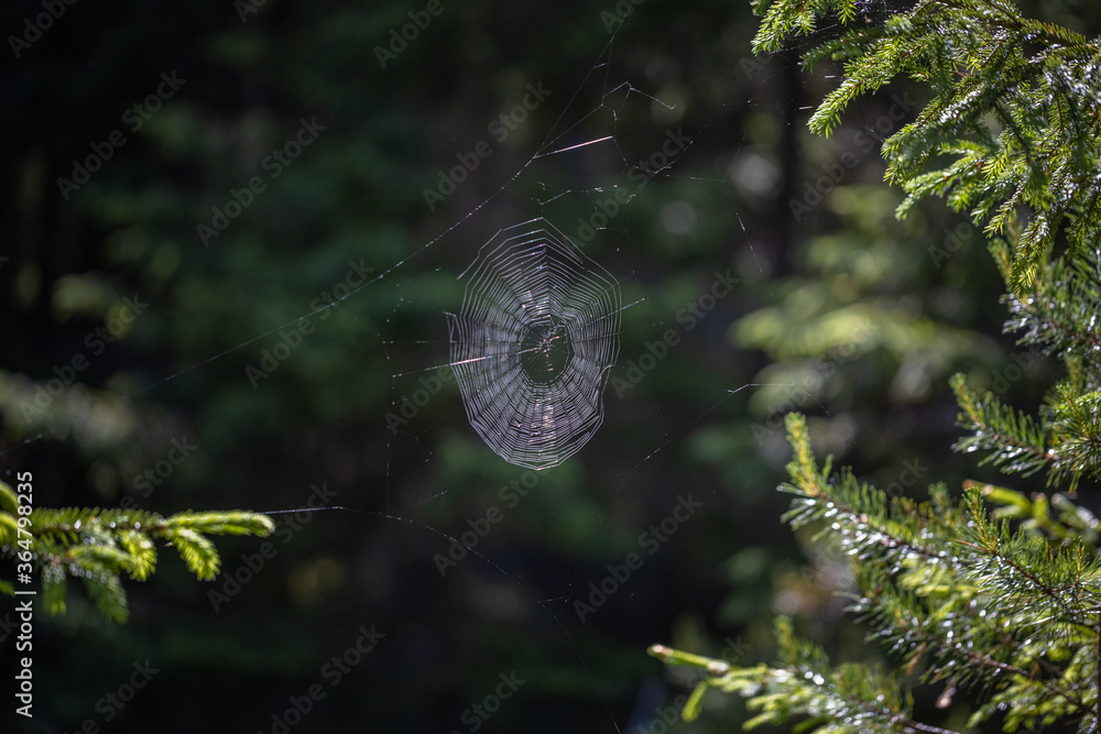 A web is woven between two trees in the forest.
