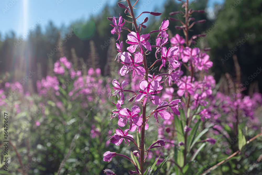 Obraz premium Fireweed, Ivan-tea in the field against the background of the forest. Purple flowers. Sunny summer day. 