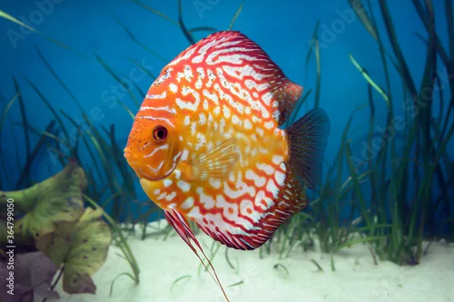 Fototapeta Paletki / Dyskowce - ryby akwariowe