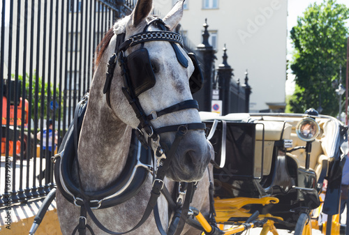 Horse and old carriage on sunny day.