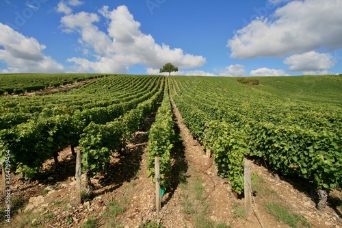 A vineyard in Gaillac Tarn France