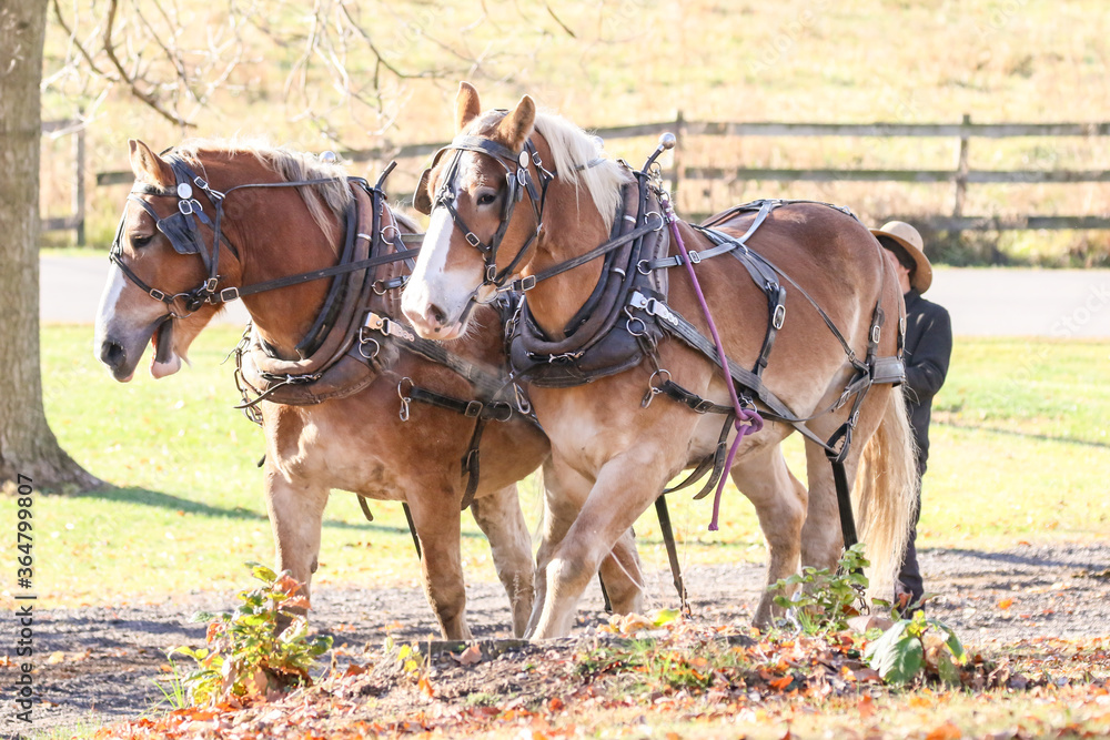 Amish logger with horses and cart hauling trees in the Autumn
