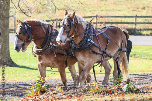 Amish logger with horses and cart hauling trees in the Autumn  © Mike
