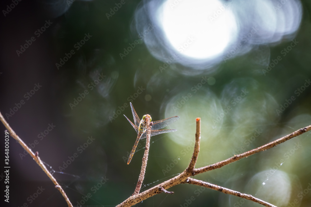 A large dragonfly sits on a branch on a blurry green background. A large dragonfly sits on a branch on a blurry green background.