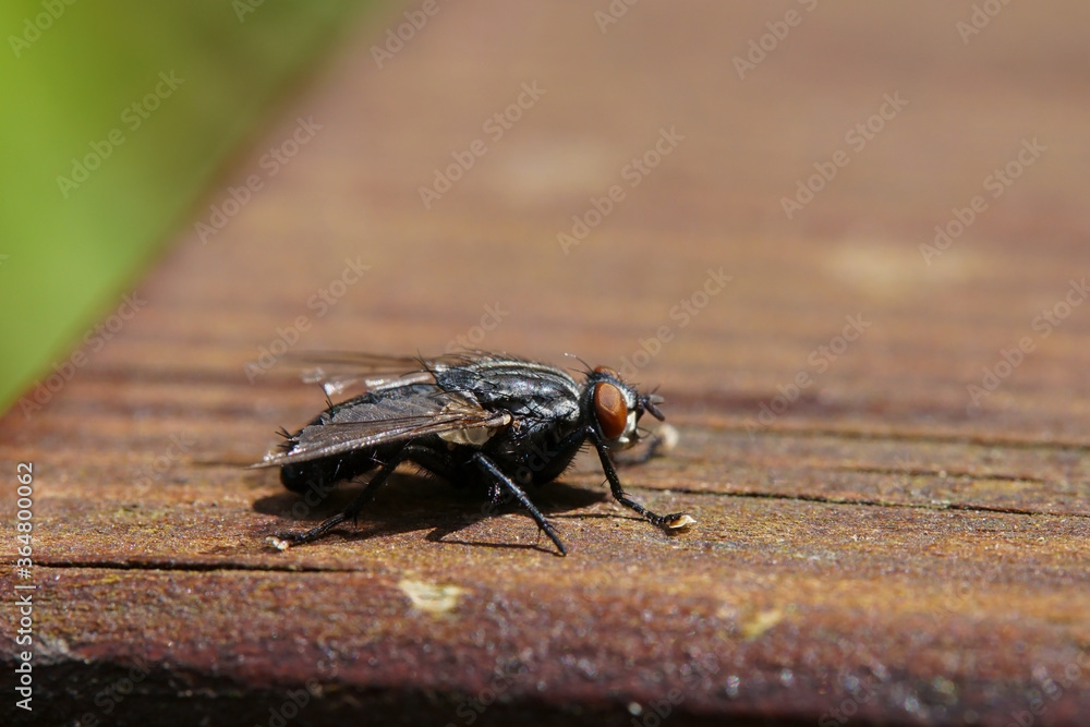 Extreme close-up of common flesh fly Extreme close-up of common flesh fly