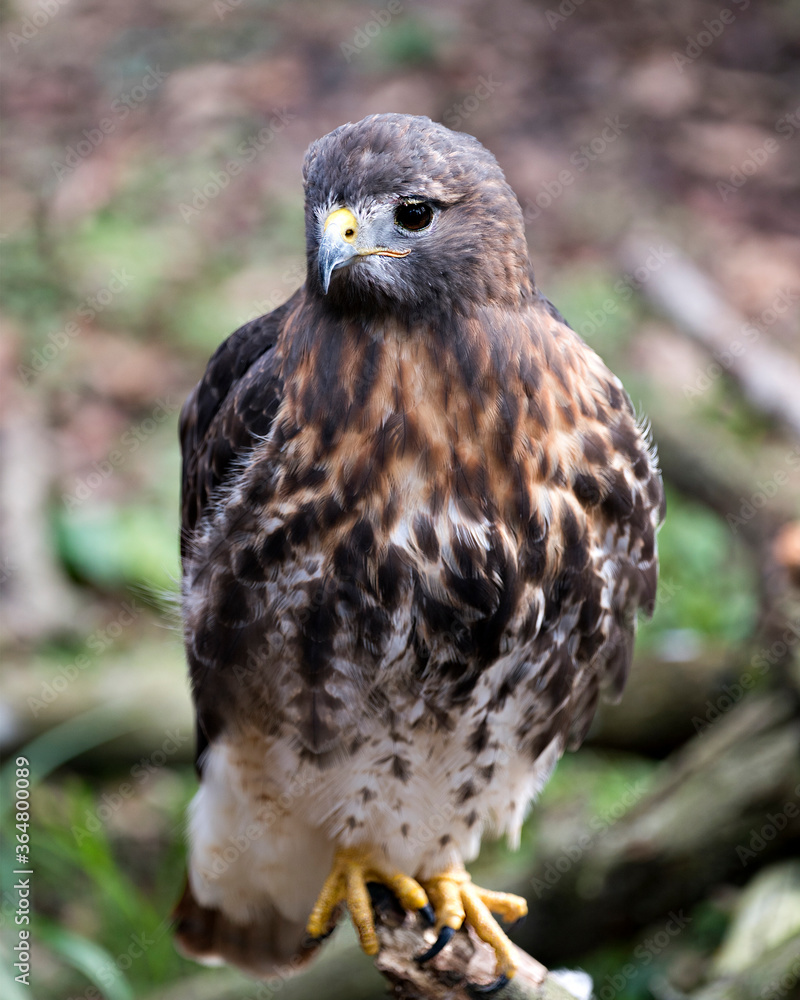 Hawk Bird Stock Photos. Image. Portrait. Picture. Hawk bird close-up profile view perched with a blur background displaying brown feathers plumage, eye, beak, yellow talons in its habitat. Hawk Bird Stock Photos. Image. Portrait. Picture. Hawk bird close-up profile view perched with a blur background displaying brown feathers plumage, eye, beak, yellow talons in its habitat.