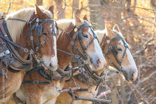 Billede på lærred Amish logger with horses and cart hauling trees in the Autumn