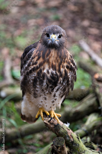Hawk Bird Stock Photos. Image. Portrait. Picture. Hawk bird close-up profile view perched with a blur background displaying brown feathers plumage, eye, beak, yellow talons in its environment.