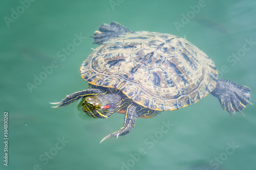 Red-eared turtle swim in the pond with turquoise water. Red-eared slider, Trachemys scripta elegans