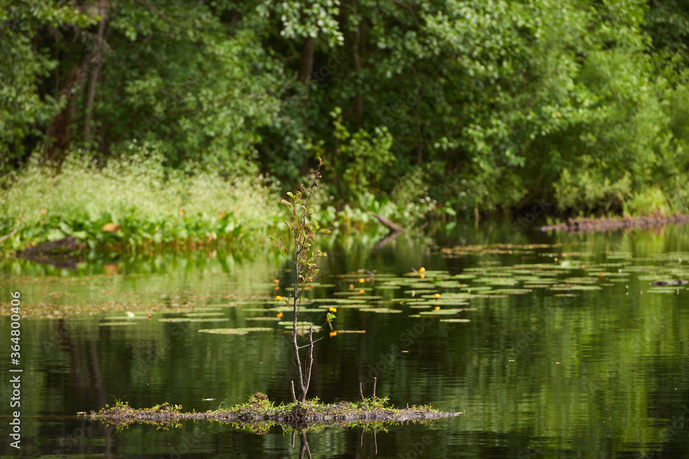Summer forest river reflection landscape. Forest river reflection view. Forest river landscape. Green forest river view Summer forest river reflection landscape. Forest river reflection view. Forest river landscape. Green forest river view