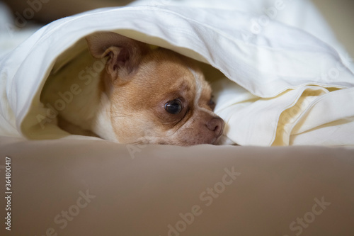 Wallpaper Mural Chihuahua dog in the bedroom on the bed. Chihuahua is covered with a blanket. The dog is one and a half years old. Torontodigital.ca