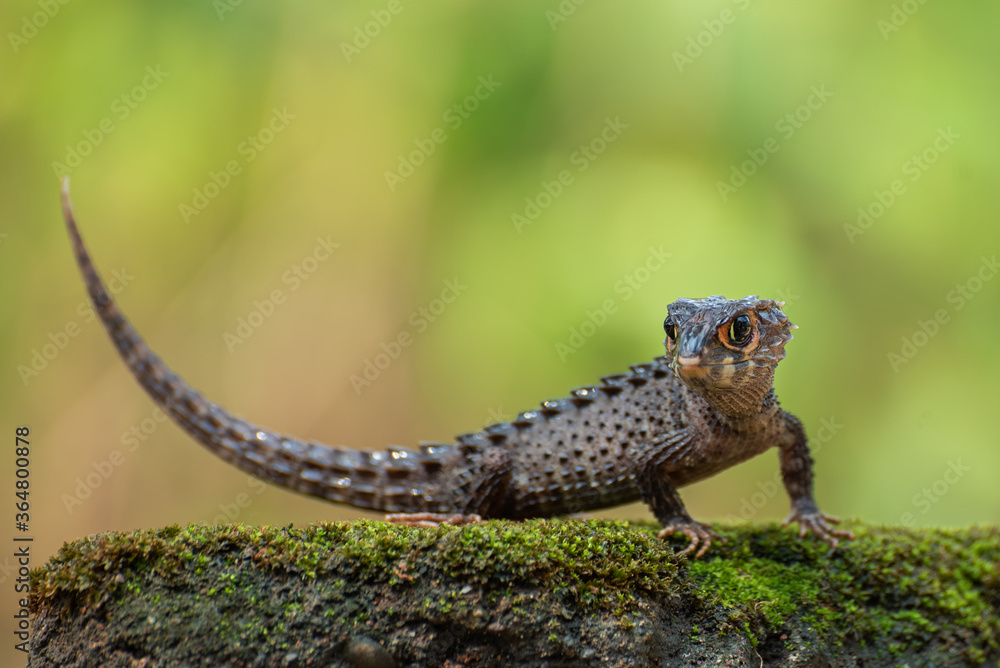 Naklejka premium little dragon, crocodile skink