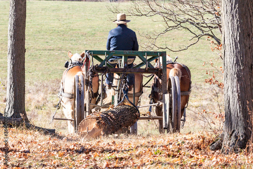 Fotografija Amish logger with horses and cart hauling trees in the Autumn