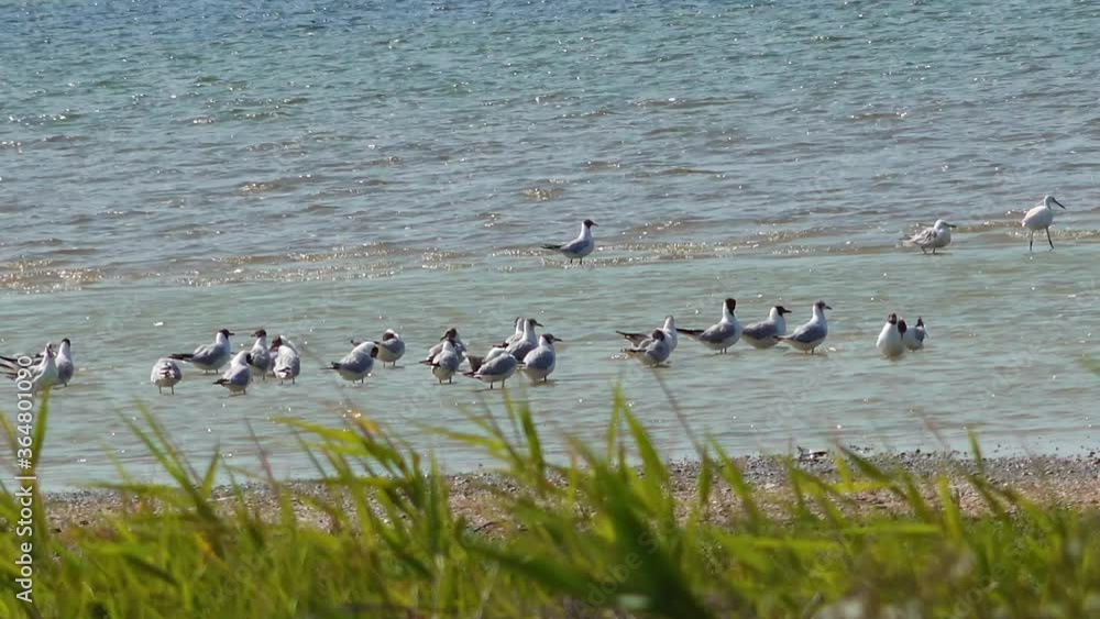 Wetland birds of Ukraine. Seagulls and white herons stand in the water of the Tuzla estuary, Black Sea, Ukraine Wetland birds of Ukraine. Seagulls and white herons stand in the water of the Tuzla estuary, Black Sea, Ukraine