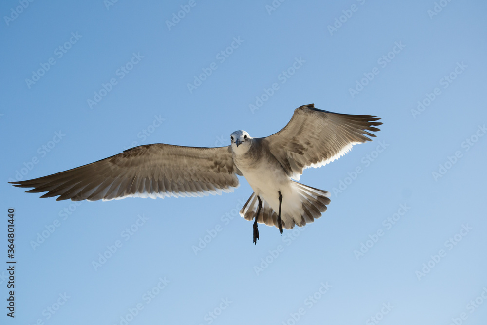 Fototapeta premium gaviota atenta