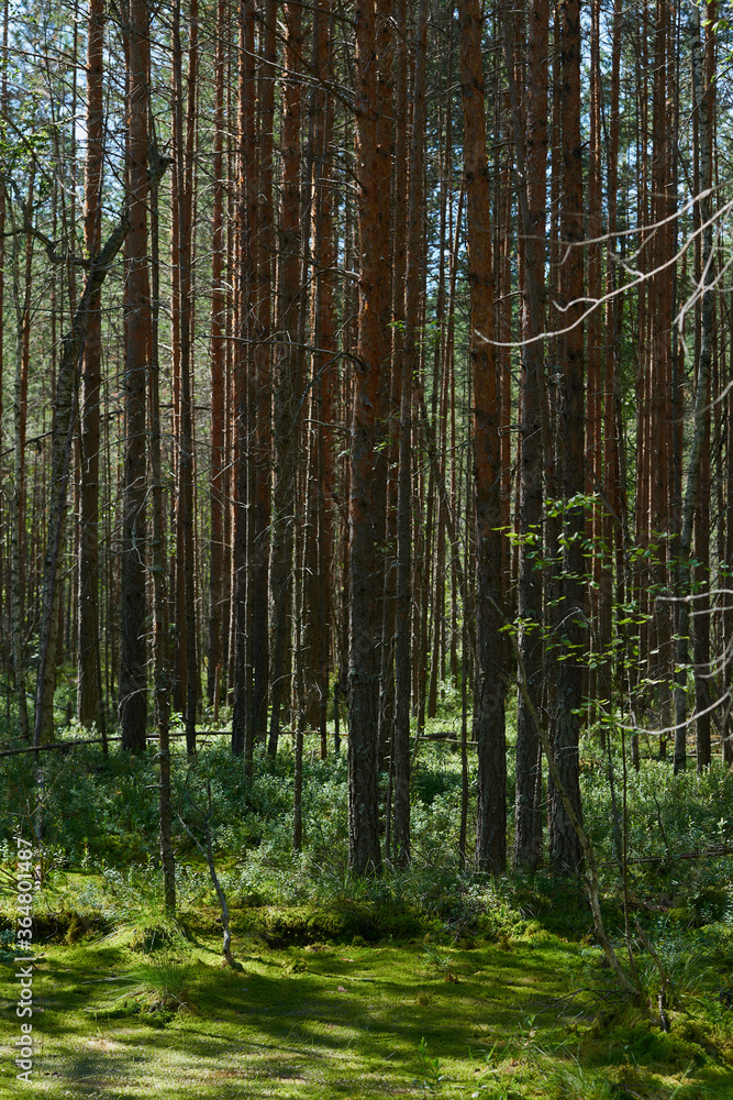tree trunks in sunny summer forest with shadows and sun rays in background tree trunks in sunny summer forest with shadows and sun rays in background