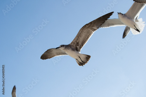 gaviota en el cielo