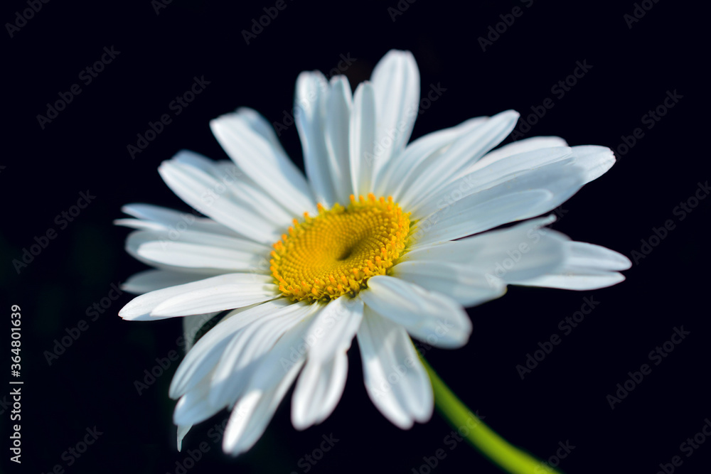 Camomile on black isolated background Camomile on black isolated background