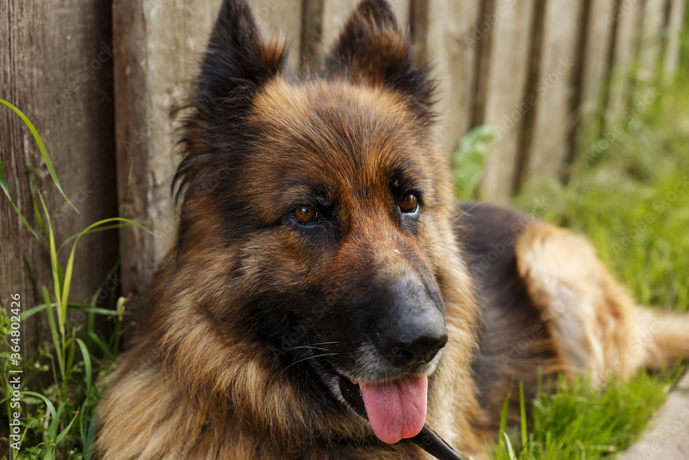 German shepherd dog lies near the wall and looks at the camera. Dog head close up.