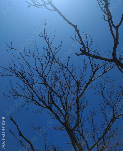  Bare tree branches  and  sky