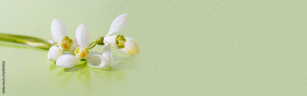 Spring snowdrop flower. Soft focus. Light green long horizontal background.