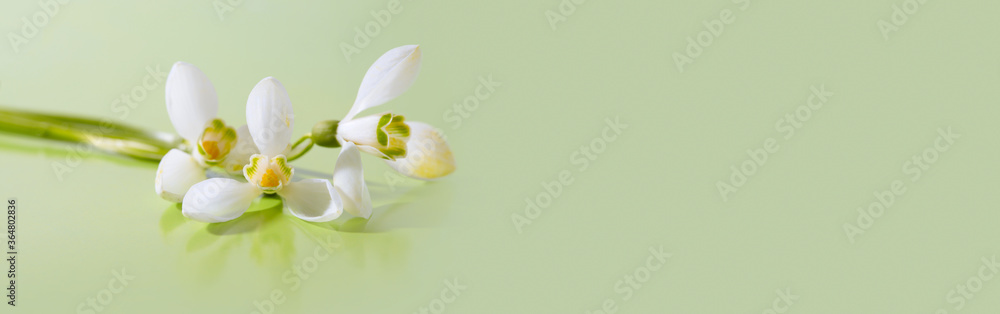 Fototapeta premium Spring snowdrop flower. Soft focus. Light green long horizontal background.