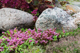 Flowering plants in a small rockery in the summer garden. Blooming pink stonecrop, sedum