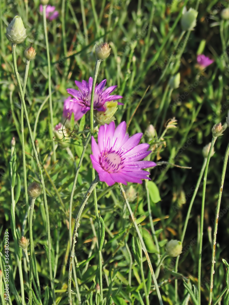 The colors of summer.Composition 16. The colors of summer.Composition 16.