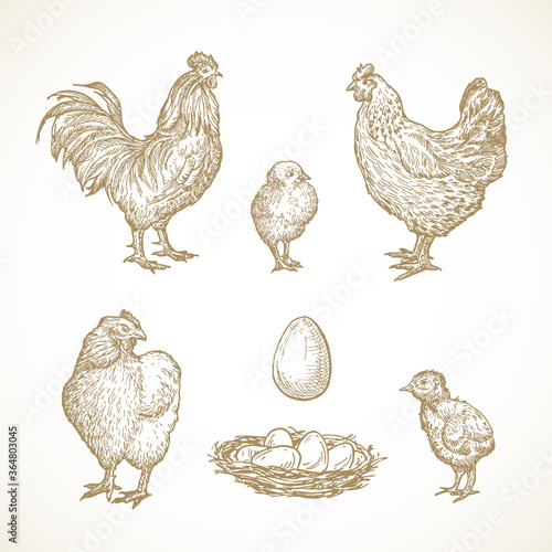 Vector Poultry Birds Sketches Set. Hand Drawn Illustrations of Rooster, Chickens, Chicks and Eggs in a Nest.