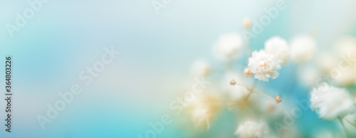 Soft focus white flower blur background.