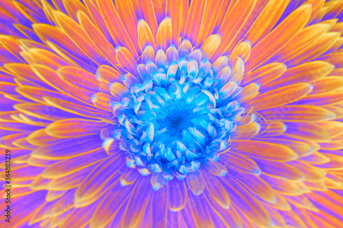 Saturation luminosity color. Gerbera flower closeup horizontal background.