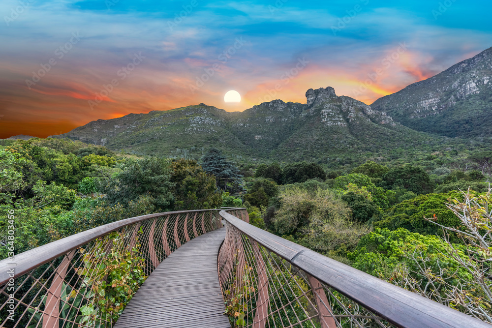 Naklejka premium Kirstenbosch National Botanical Garden Tree Canopy Walkway during sunset in Cape Town South Africa
