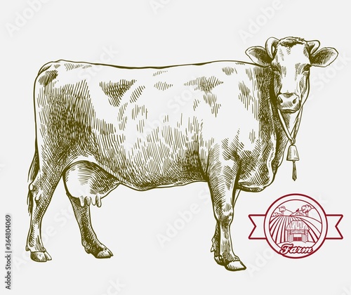 breeding cow. grazing cattle. animal husbandry. livestock. illustration on a grey background