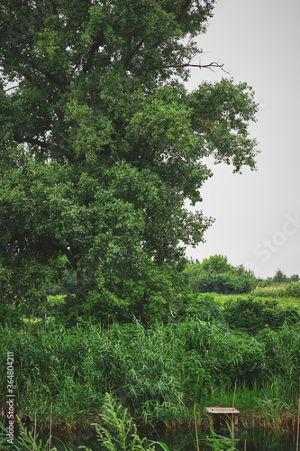 Fishing Masonry with Big Tree