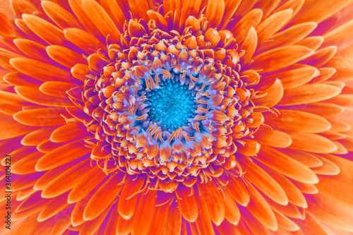 Saturation luminosity color. Gerbera flower closeup background.