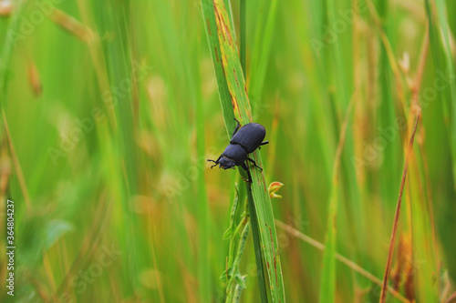 Bug on the Green Grass