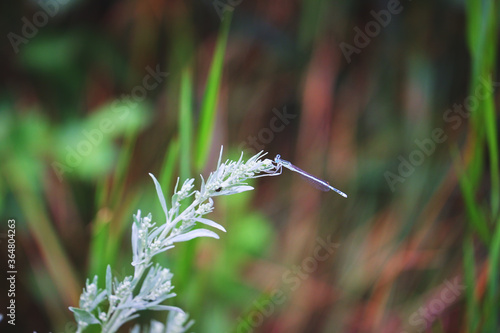 Dragonfly on a White Grass