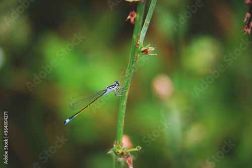 Dragonfly on a Green Stem