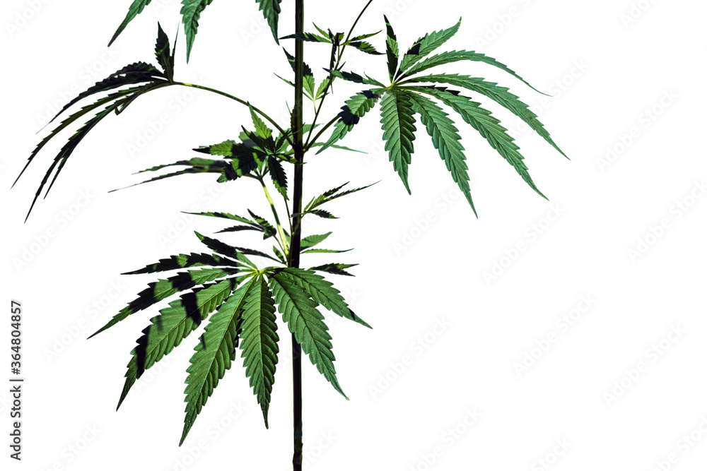 Cannabis plant isolated on the white background. Selective focus. Cannabis plant isolated on the white background. Selective focus.